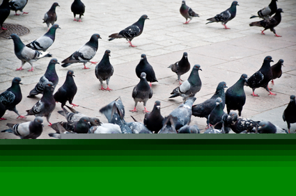 Aves